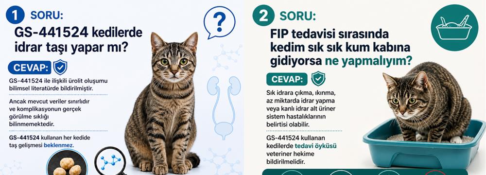 FIP Tedavisinde GS-441524 ve Kedilerde Ürolit Riski: FIP İlacı İdrar Taşına Neden Olabilir mi?