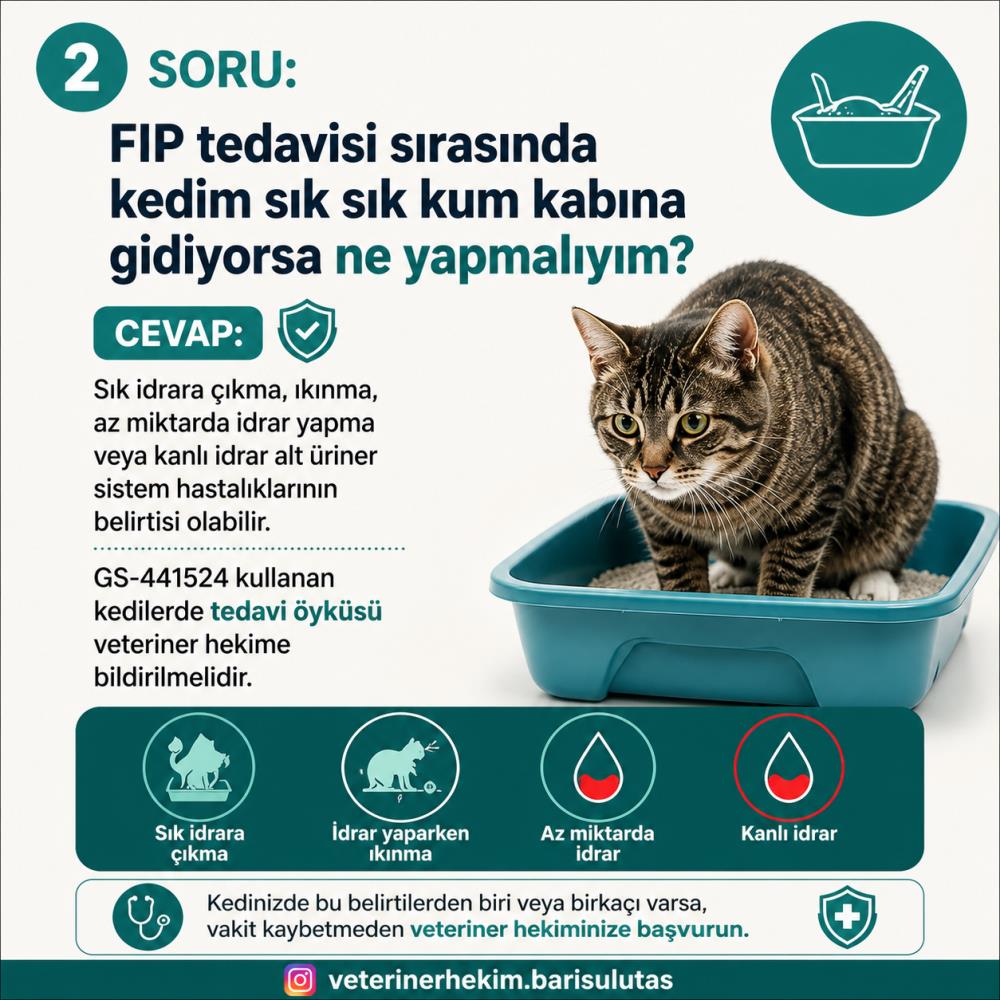 FIP Tedavisinde GS-441524 ve Kedilerde Ürolit Riski: FIP İlacı İdrar Taşına Neden Olabilir mi?