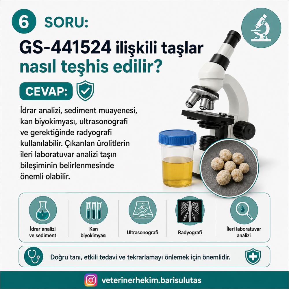 FIP Tedavisinde GS-441524 ve Kedilerde Ürolit Riski: FIP İlacı İdrar Taşına Neden Olabilir mi?