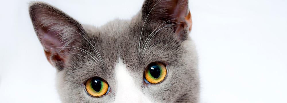 Kedi Ve Köpeklerde Kulak Enfeksiyonu Ve Kulak Akıntısı