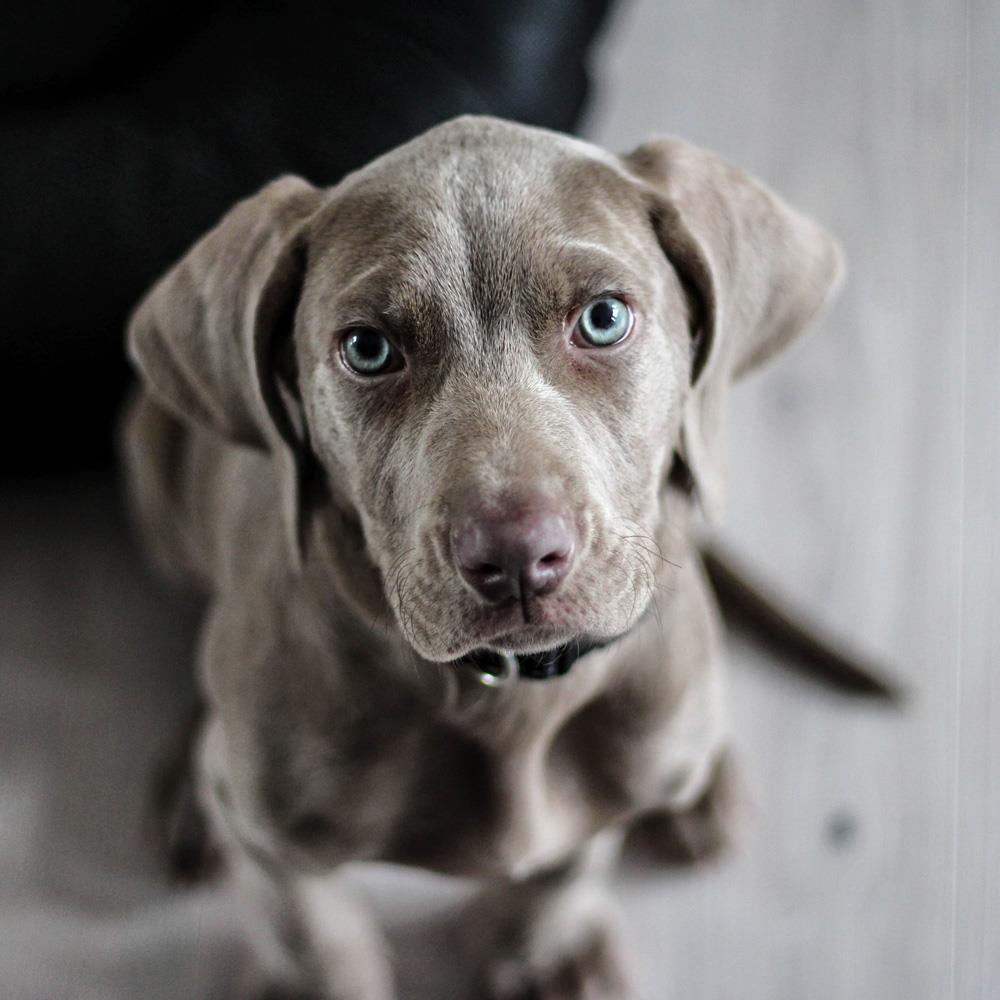 Kedi Ve Köpeklerde Kulak Enfeksiyonu Ve Kulak Akıntısı