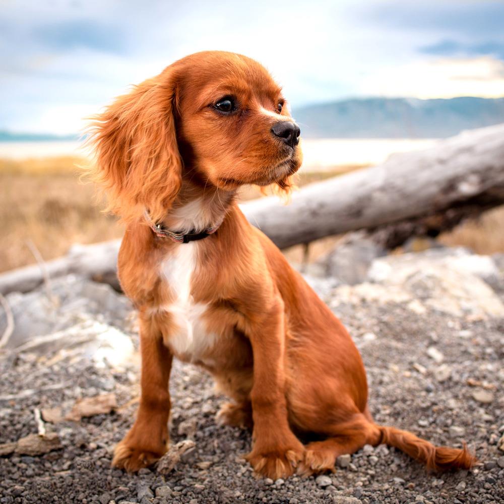 Kedi Ve Köpeklerde Kulak Enfeksiyonu Ve Kulak Akıntısı