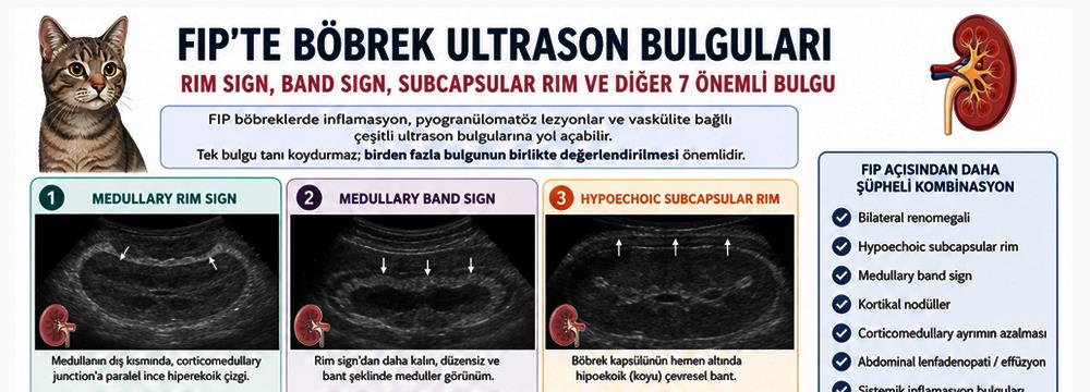 Kedilerde Böbrekte Rim Sign ve FIP: Ultrason Bulguları Bilimsel Olarak Ne Anlama Geliyor?