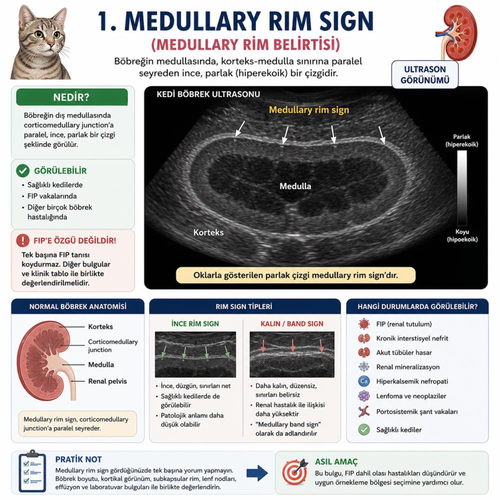 Ultrasonda FIP Düşündüren 7 Böbrek Bulgusu: Rim Sign, Band Sign, Subcapsular Rim ve Renomegali