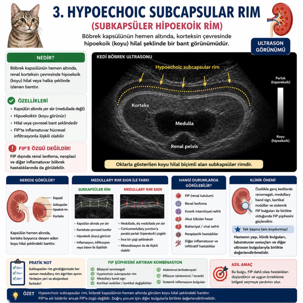 Ultrasonda FIP Düşündüren 7 Böbrek Bulgusu: Rim Sign, Band Sign, Subcapsular Rim ve Renomegali