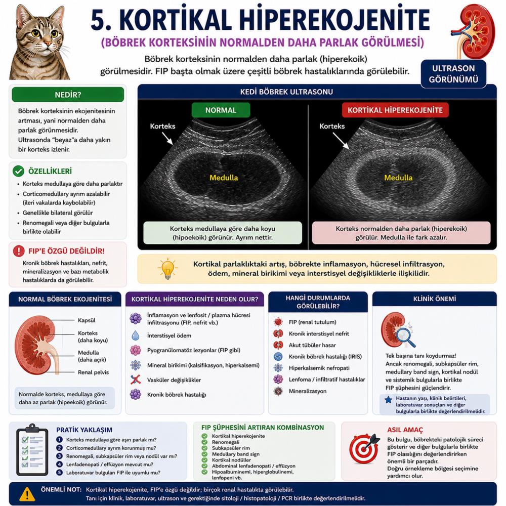 Kedilerde Böbrekte Rim Sign ve FIP: Ultrason Bulguları Bilimsel Olarak Ne Anlama Geliyor?