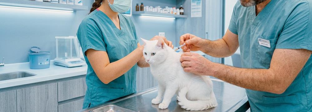 Kedilerde FIP Hastalığı: Belirtileri, Tanısı, Tedavisi ve Güncel Yaklaşımlar
