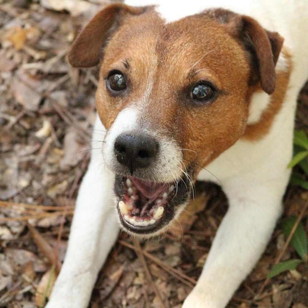 Köpeğim Çok Havlıyor, Ne Yapmalıyım?