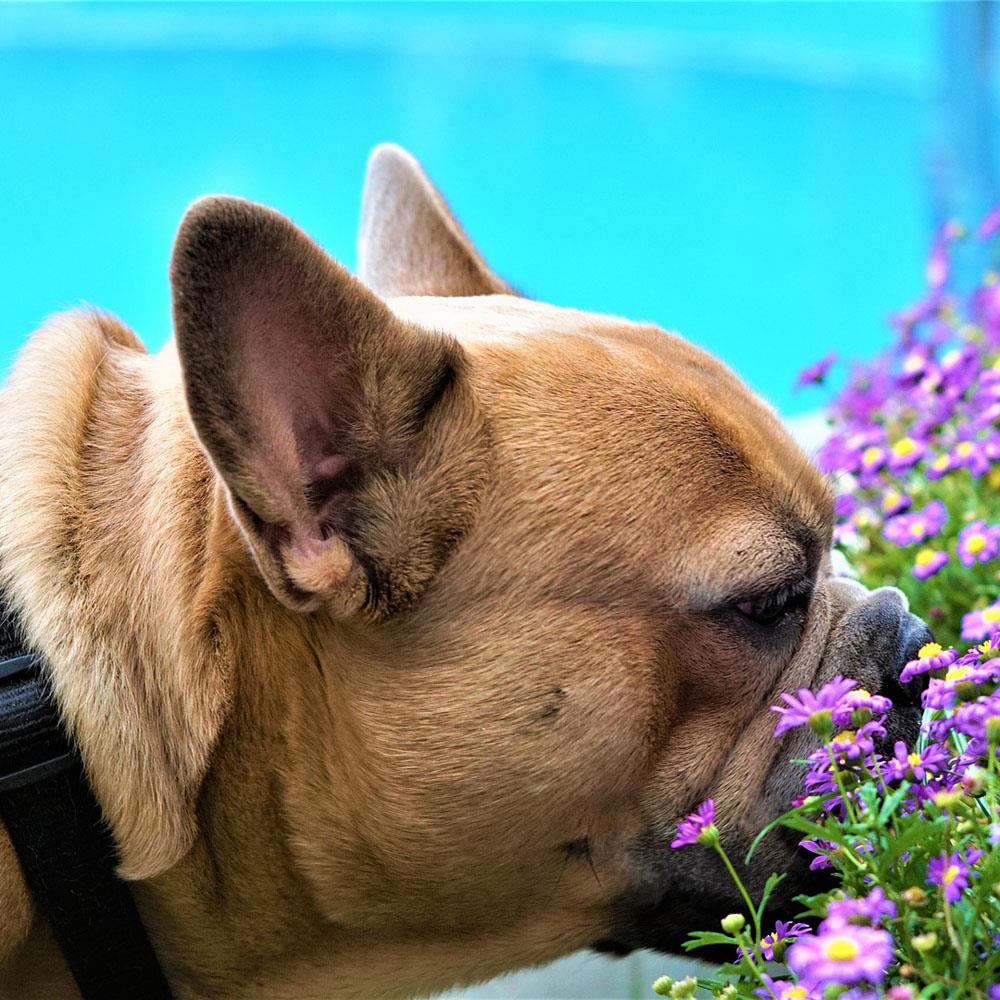 Köpekler Hangi Kokuları Sevmez