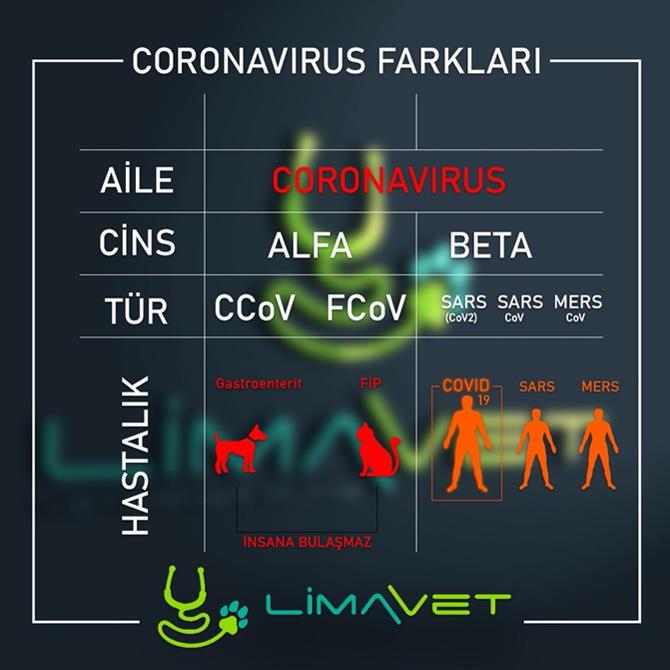 Covid-19 yada Yeni Tip Corona Virüsü (Korona) kedi ve köpeklere bulaşır mı?