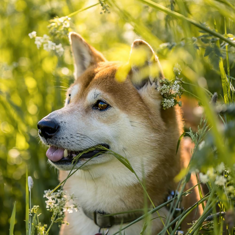 Kedi ve Köpeklerin Yabancı Cisim Yutması