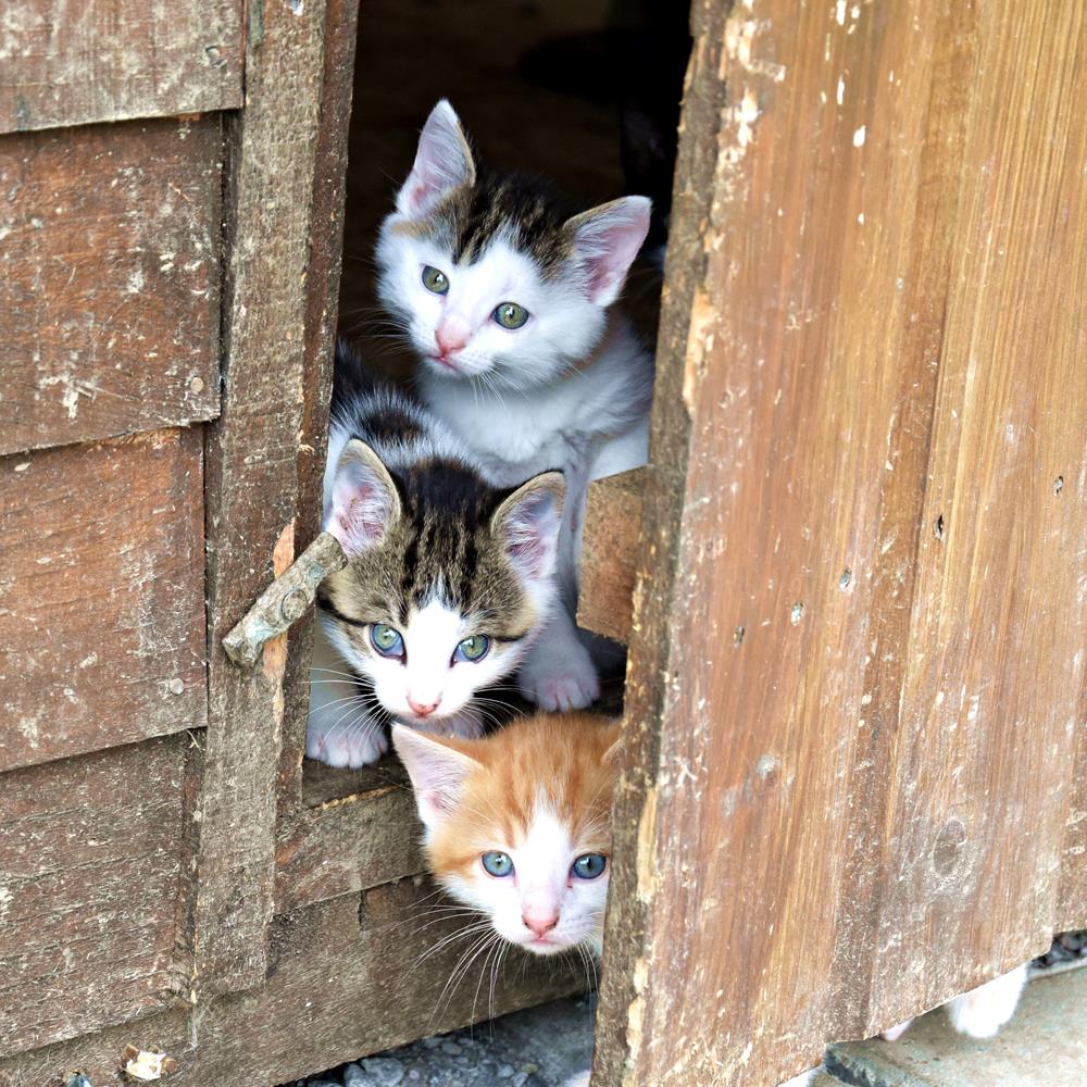 Kedilerde İdrar Yapamama Problemleri