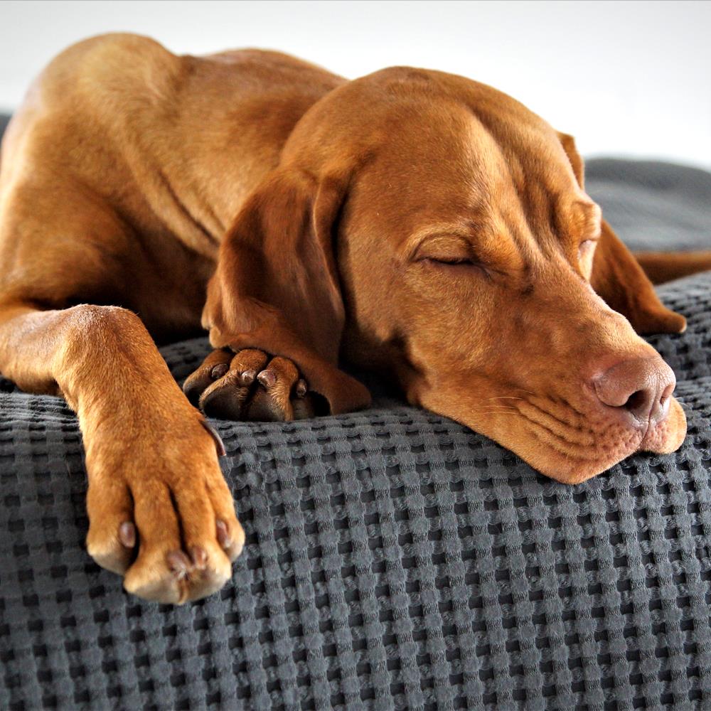 Kedi ve Köpeklerde acil durum olarak zehirlenmeler sayılır mı?