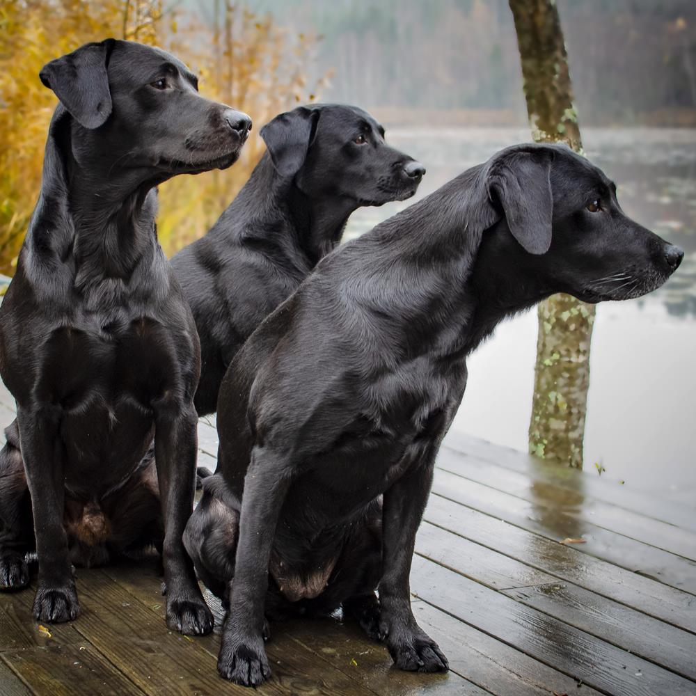 Kedi ve Köpeklerin Yabancı Cisim Yutması