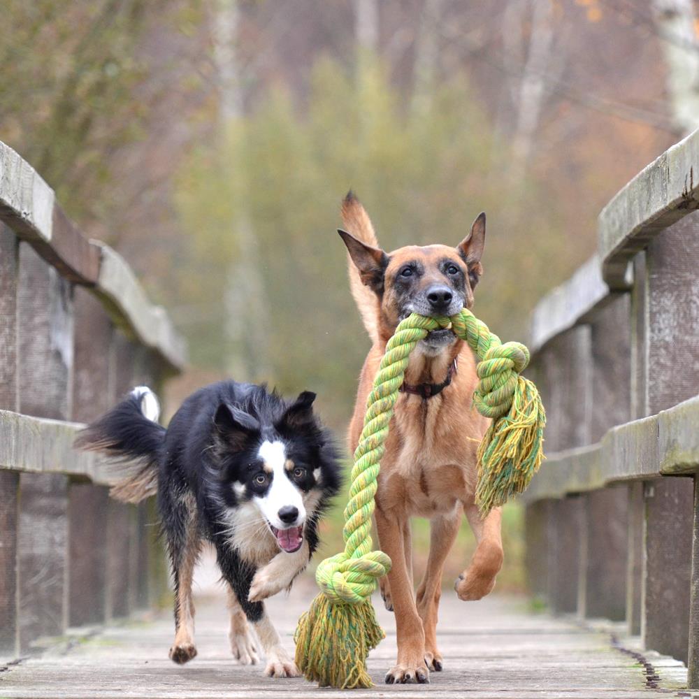 Kedi ve Köpeklerde acil durum olarak zehirlenmeler sayılır mı?