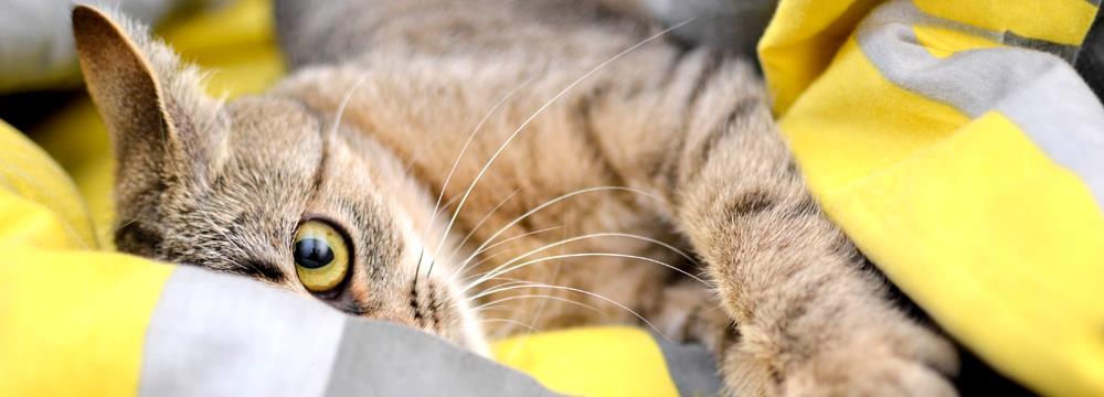 kedilerde coronavirus limavet veteriner klinigi