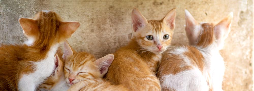 Fip Kedilerde Corona Virus Limavet Veteriner Klinigi