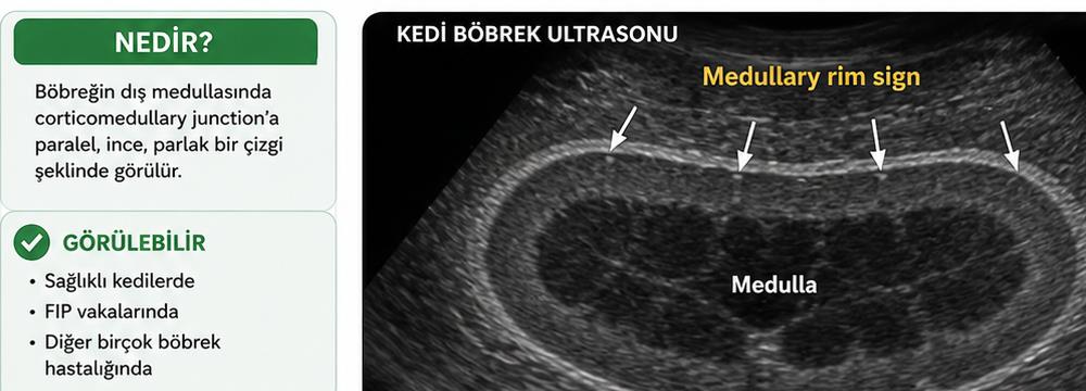 Ultrasonda FIP Düşündüren 7 Böbrek Bulgusu: Rim Sign, Band Sign, Subcapsular Rim ve Renomegali