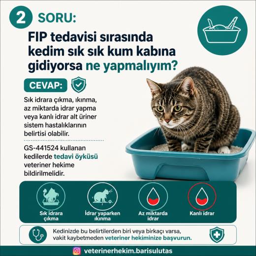 FIP Tedavisinde GS-441524 ve Kedilerde Ürolit Riski: FIP İlacı İdrar Taşına Neden Olabilir mi?