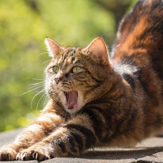 Kedi Ve Köpeklerde Kulak Enfeksiyonu Ve Kulak Akıntısı