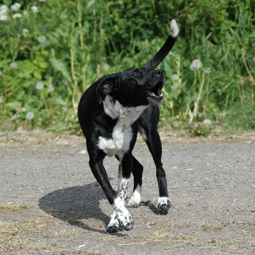 Köpeğim Çok Havlıyor, Ne Yapmalıyım?