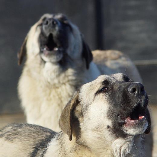 Köpeğim Neden Uluyor?