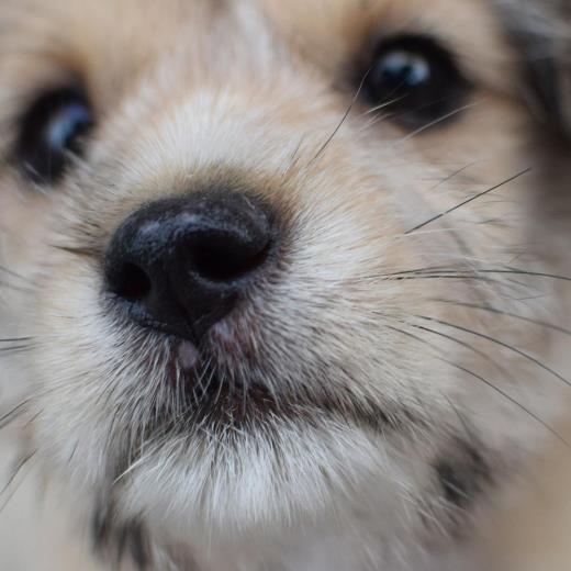 Köpekler Hangi Kokuları Sevmez