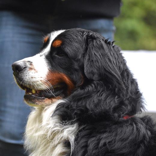 Köpeklerde Safra Kesesi Hastalıkları