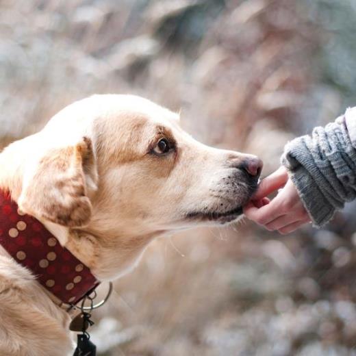 Covid-19 yada Yeni Tip Corona Virüsü (Korona) kedi ve köpeklere bulaşır mı?